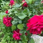 Na Mazurach. Pansiyon Olsztynek