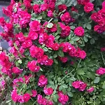 Na Mazurach. * Olsztynek