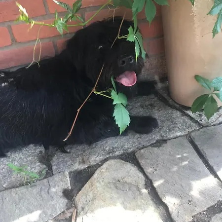 Accommodatie bij particulieren Na Mazurach. Olsztynek